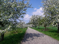 Kirschblüte in der Zwingenberger Straße